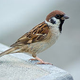 Image for article titled China’s Worst Self-Inflicted Environmental Disaster: The Campaign to Wipe Out the Common Sparrow